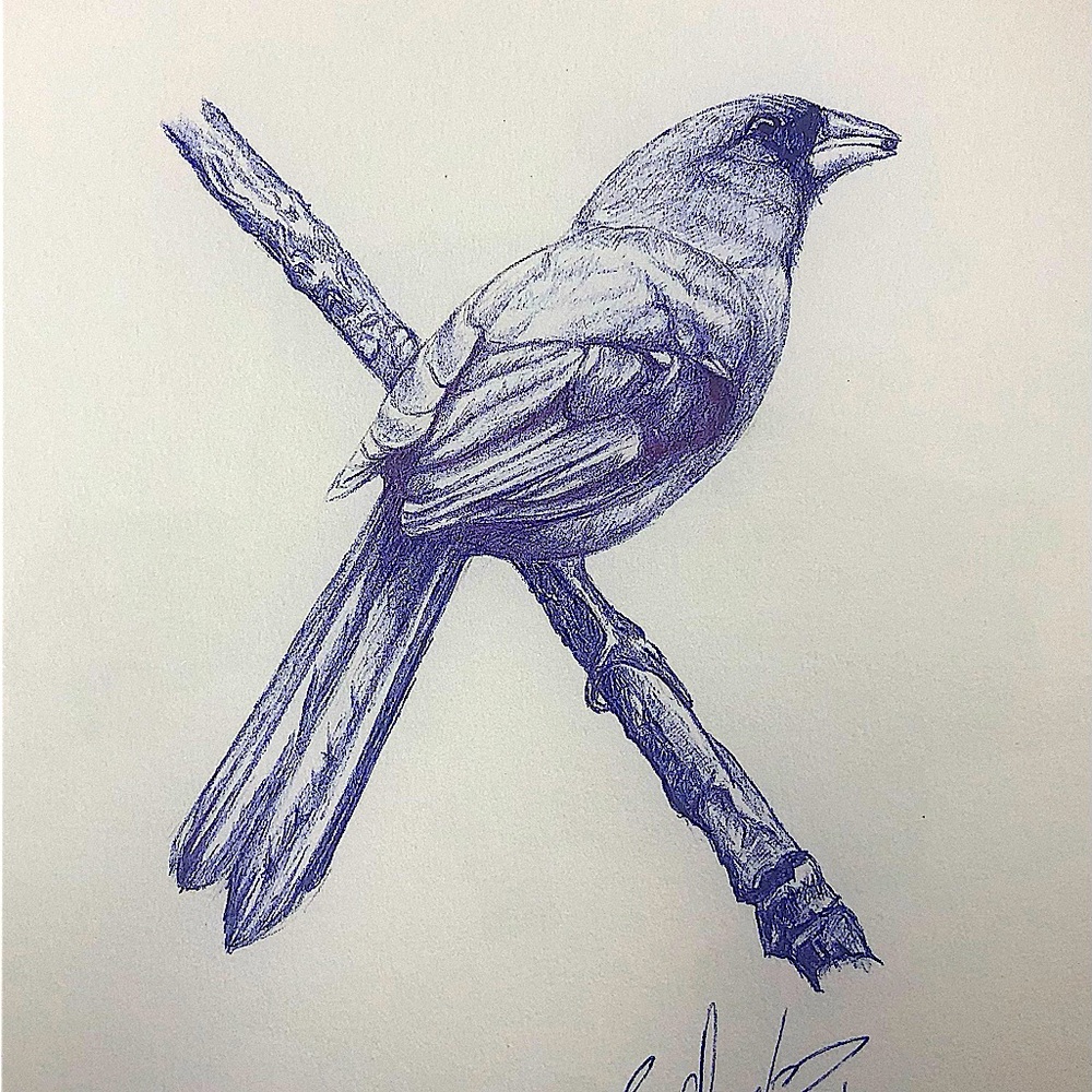Cardenal bird